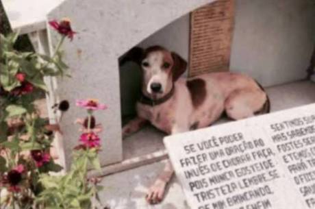 Branquinha, como ficou conhecida, está sempre no túmulo do ex-dono
