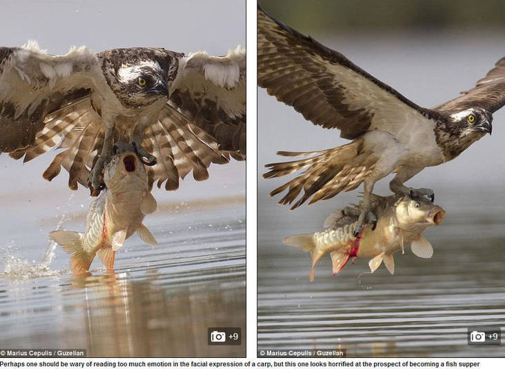 As imagens foram feitas pelo fotógrafo Marius Cepulis em Ignalina, na Lituânia. Durante horas ele ficou no local esperando o momento certo para fazer as fotos.— Passei quase três horas ao lado da água e nada aconteceu. Decepcionado, voltei para o carro. De repente, ouvi o piar das águias e, no mesmo instante voltei para o meu posto e fiz as imagens. Foi impressionante.
