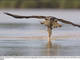 Outras aves foram à procura de peixes, mas quem ganhou a sorte grande, mesmo, foi a águia, que conseguiu capturar o maior entre eles
