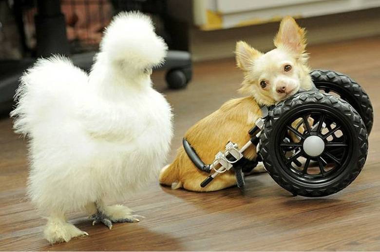 Quem poderia imaginar que um cãozinho deficiente e uma galinha se tornariam melhores amigos? Pois esta é a história dos inseparáveis Roo e Penny