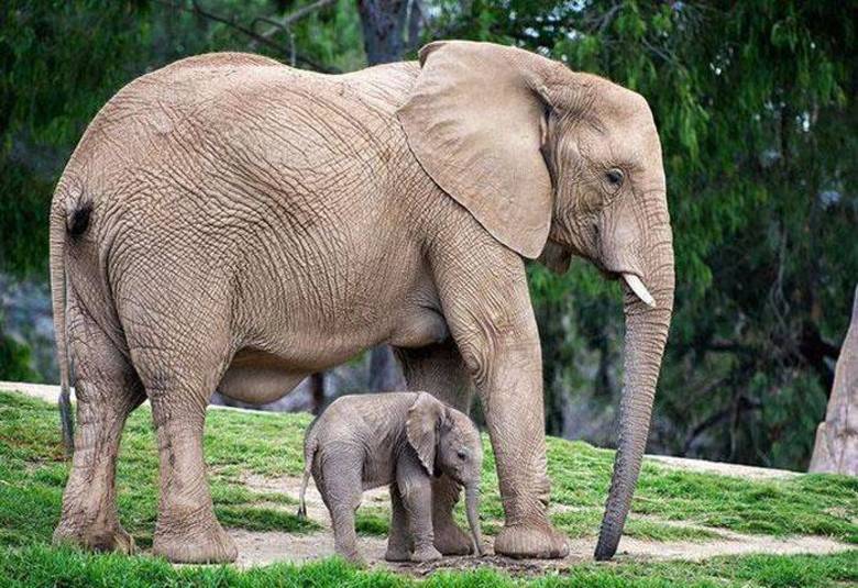 Até o gigante elefante já foi um dia pequenininho!