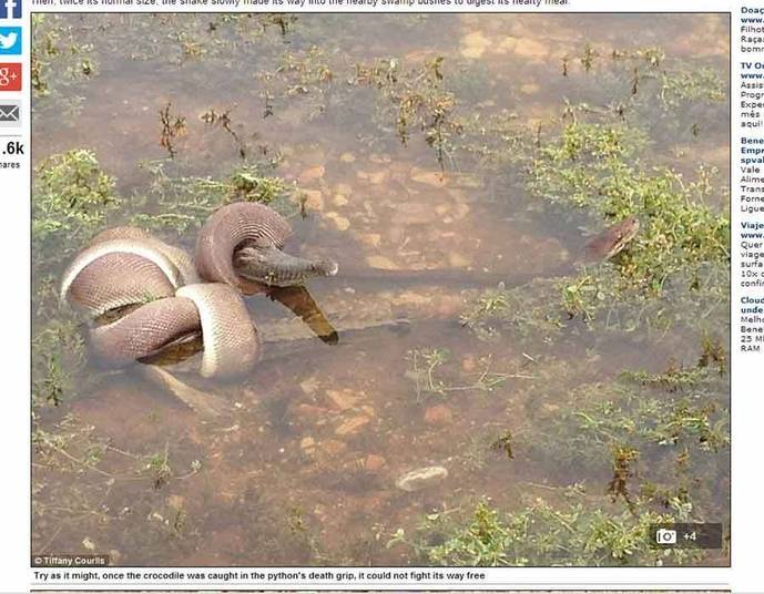 Bem-vindo
a uma das mais impressionantes lutas já registradas no reino animal. Na
Austrália, uma cobra decidiu que engoliria um crocodilo inteiro de almoço — e não
é que ela conseguiu?