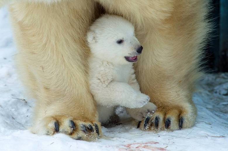 No zoológico de Novosibirsk, na Rússia, a mamãe ursa tirou o dia para mimar o seu filhote