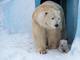 O urso polar é considerado um dos maiores carnívoros terrestres