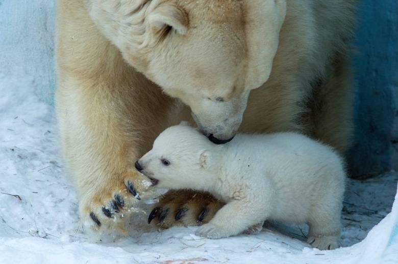 O primeiro filhote dos ursos polares Kai e Gerda veio ao mundo em dezembro de 2013