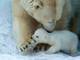 O primeiro filhote dos ursos polares Kai e Gerda veio ao mundo em dezembro de 2013