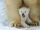 Segundo a União Internacional para a Conservação da Natureza e dos Recursos Naturais, o urso polar está classificado como espécie vulnerável