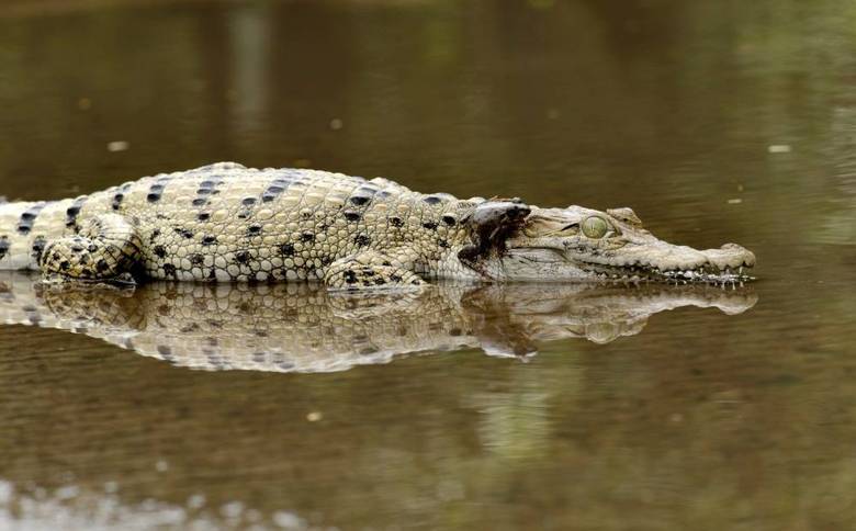 O fotógrafo conta que já tinha vista o crocodilo devorar um sapo