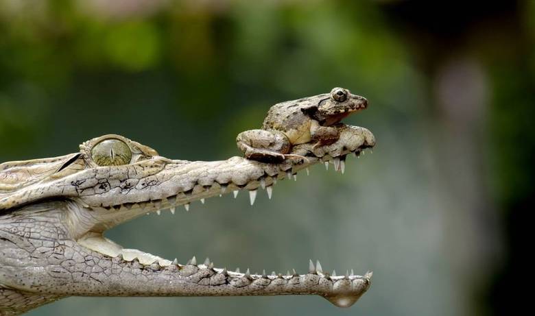 Um sapo pra lá de destemido resolveu descansar em um lugar bem perigoso: o nariz de um crocodilo