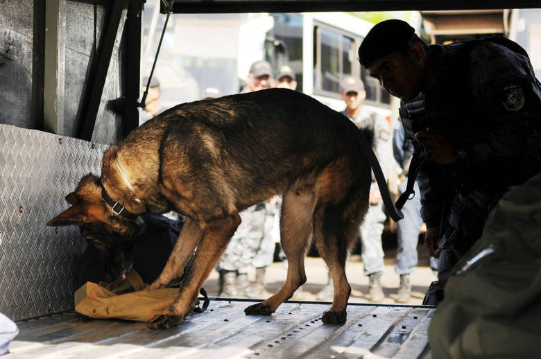 Olfato aguçado, agilidade e disposição são as principais características que garantem ao cão um melhor desempenho em trabalhos de busca realizados pela polícia. Essa habilidade canina, que será um dos instrumentos utilizados para garantir a segurança na Copa do Mundo, foi aperfeiçoada, nesta quinta-feira (13), durante treinamento da Polícia Militar