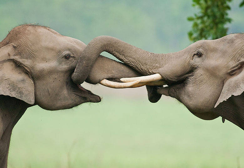 Mesmo selvagens, os animais têm lindas demonstrações de afeto e amizade. Os elefantes, por exemplo, foram flagrados se abraçando com as trombas