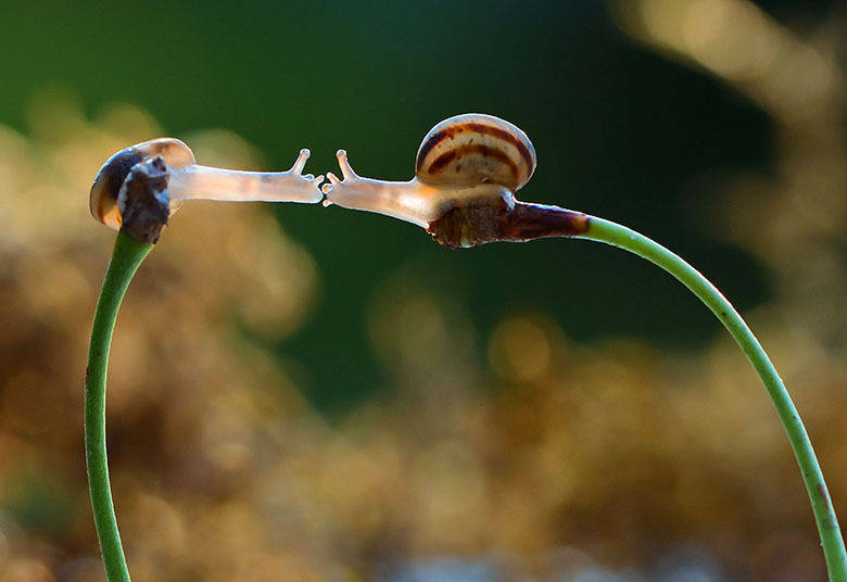 Os caracóis se esticaram para trocar uma bitoca