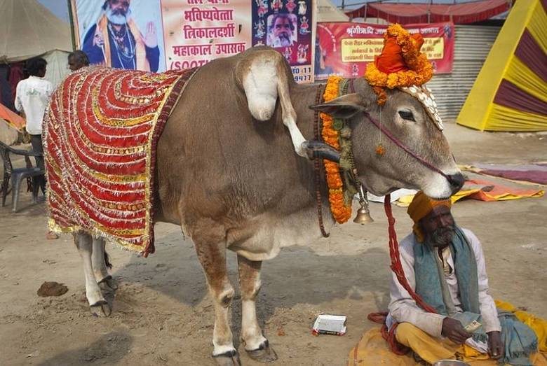 Uma vaca, considerada sagrada na Índia, com cinco patas, é adorada por muitos peregrinos. Alguns tiram fotos com ela para guardar a imagem abençoada 
