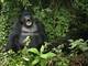 De acordo com a World Wildlife, menos de 900 gorilas das montanhas sobrevivem na natureza no mundo inteiro. Em quinto lugar na lista, a espécie jamais sobreviveu em cativeiro, segundo o Programa Internacional de Conservação do Gorila das Montanhas. Atualmente, quatro parques nacionais abrigam os animais. Ruanda, Uganda e o Congo são os países nos quais se encontra maior número de gorilas das montanhas