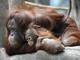 Os orangotangos compartilham de 97% da composição genética do ser humano, de acordo com o Instituto Genoma. Porém, ocupando o sétimo lugar, milhares de orangotangos são empurrados para fora do seu habitat natural em conflitos mortais com agricultores.A National Geographic afirma que caçadores matam centenas de orangotangos por ano