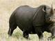 Os rinocerontes do Sul da África estão no oitavo lugar da lista.Veterinários dos países africanos são obrigados a serrar os chifres dos rinocerontes na esperança de salvá-los de prováveis furtos. Estimativas dizem que são 4 mil rinocerontes no mundo, mas uma pesquisadora da Universidade de George afirmou que 350 foram mortos em 2010