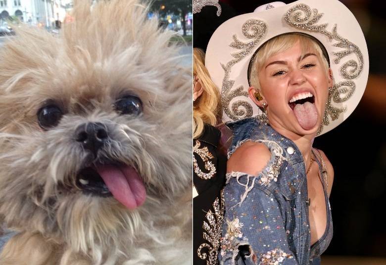 Este é o Marnie, um cachorro incrivelmente fofo que está bombando nas 
redes sociais. Ele lembra muito uma celebridade que também está em alta.
 Já sabe quem, né? Claro, a cantora Miley Cyrus!