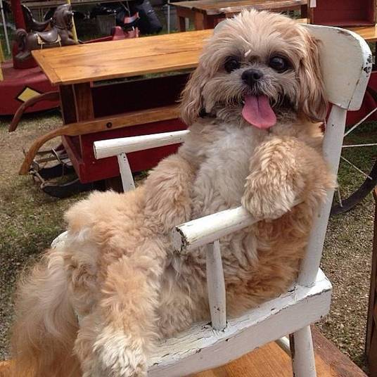 O Marnie tem um pequeno problema na língua e quase não consegue colocá-la para dentro da boca O Marnie tem um pequeno problema na língua e quase não consegue colocá-la para dentro da boca