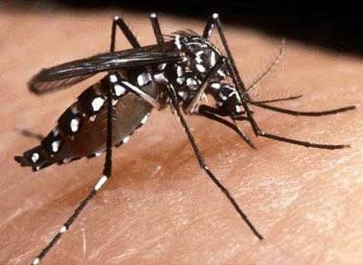 Dengue, chikungunya e zika vírus: três doenças transmitidas pela picada do mosquito Aedes aegypti, Aedes albopictus e outros tipos de Aedes, além de ter sintomas parecidos. O infectologista e Assessor Médico da Diagnoson a+, Celso Granato, explicou a reportagem do R7 BA a diferença entre as três doenças que estão assustando os baianos*Colaborou a estagiária do R7 BA Kátia Prado