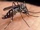 Dengue, chikungunya e zika vírus: três doenças transmitidas pela picada do mosquito Aedes aegypti, Aedes albopictus e outros tipos de Aedes, além de ter sintomas parecidos. O infectologista e Assessor Médico da Diagnoson a+, Celso Granato, explicou a reportagem do R7 BA a diferença entre as três doenças que estão assustando os baianos*Colaborou a estagiária do R7 BA Kátia Prado