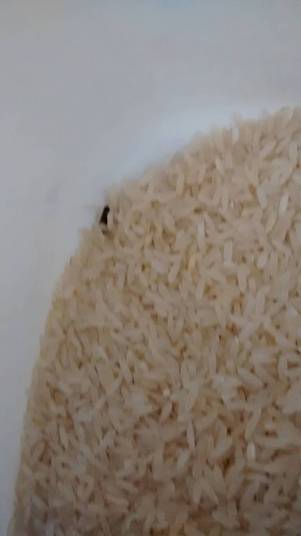 Carlos deixou em
casa a vasilha com o pouco de arroz que foi despejado. Ele conta que no mesmo pote ficaram
pelos e fezes do rato. Depois de ir ao supermercado, Carlos procurou o Procon,
onde foi orientado a entrar em contato com a vigilância sanitária ou o fórum da
cidade. — Fui ao fórum, porém
ficou faltando levar o endereço da fábrica para eles enviarem a notificação. Mas
vou voltar com o endereço certo. Carlos deixou em
casa a vasilha com o pouco de arroz que foi despejado. Ele conta que no mesmo pote ficaram
pelos e fezes do rato. Depois de ir ao supermercado, Carlos procurou o Procon,
onde foi orientado a entrar em contato com a vigilância sanitária ou o fórum da
cidade. — Fui ao fórum, porém
ficou faltando levar o endereço da fábrica para eles enviarem a notificação. Mas
vou voltar com o endereço certo.