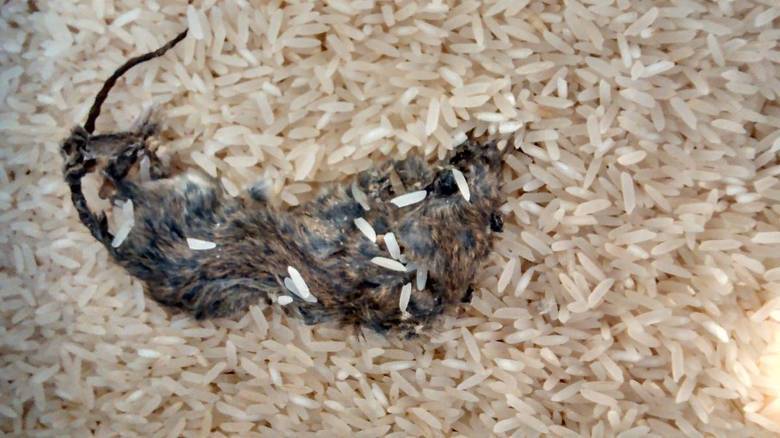 A cabeleireira
Luciele Figueiredo da Silva, de 28 anos, encontrou em um pacote de arroz, da marca Brilhante, um
rato morto. Segundo ela, a compra foi realizada em um supermercado de Samambaia, região
administrativa do DF, no dia 13 deste mês. No mesmo dia que fez a compra, ela decidiu abrir o pacote, que estava lacrado, para
colocar o arroz em uma vasilha. Quando o pacote foi aberto, a cabeleireira notou que havia algo junto ao arroz A cabeleireira
Luciele Figueiredo da Silva, de 28 anos, encontrou em um pacote de arroz, da marca Brilhante, um
rato morto. Segundo ela, a compra foi realizada em um supermercado de Samambaia, região
administrativa do DF, no dia 13 deste mês. No mesmo dia que fez a compra, ela decidiu abrir o pacote, que estava lacrado, para
colocar o arroz em uma vasilha. Quando o pacote foi aberto, a cabeleireira notou que havia algo junto ao arroz