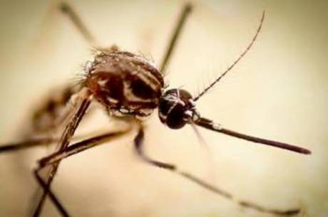 Vírus da dengue é transmitido pela picada da fêmea do mosquito Aedes aegypti e só acontece durante o dia