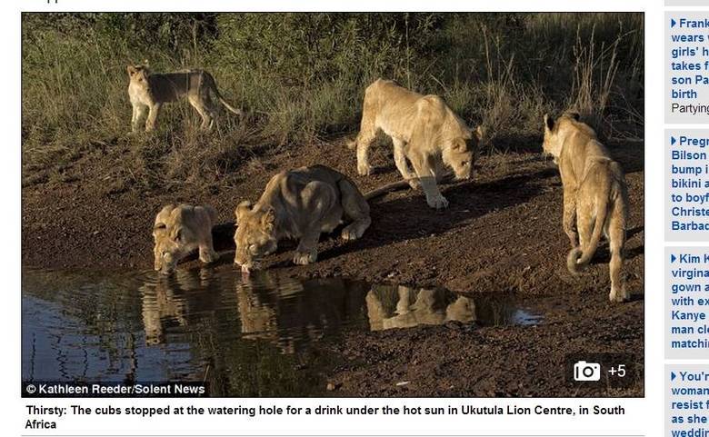 Uma família de leão passou por um susto daqueles. Eles estavam matando a sede em um lago quando foram surpreendidos pela chegada de um crocodilo