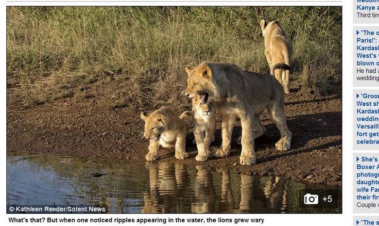 As fotos, publicadas pelo jornal britânico Daily Mail, foram tiradas em um safári pela África do Sul. A primeira reação dos animais ao ver a ondulação na água foi rosnar