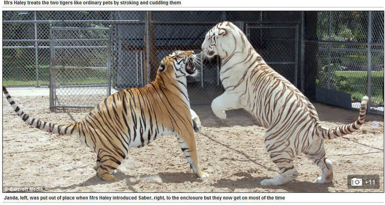 Saber, o tigre mais jovem, não consegue dormir sem antes tomar mamadeira e o boa noite de Janice