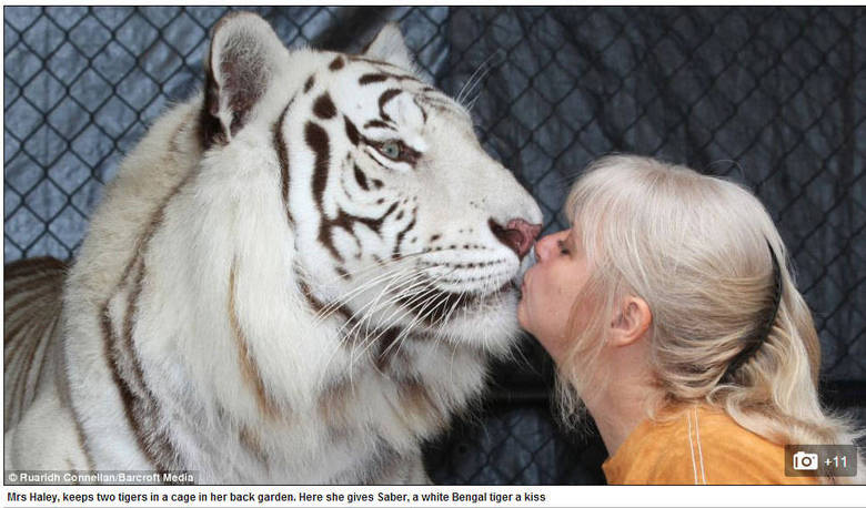 Enquanto a maioria das pessoas
costumam usar o jardim de casa para relaxar, a americana Janice Haley escolheu
usar o seu quintal como um “habitat” para dois tigres-de-bengala que vivem com
ela como se fossem animais de estimação. Eles dão até beijo! Dá para acreditar?