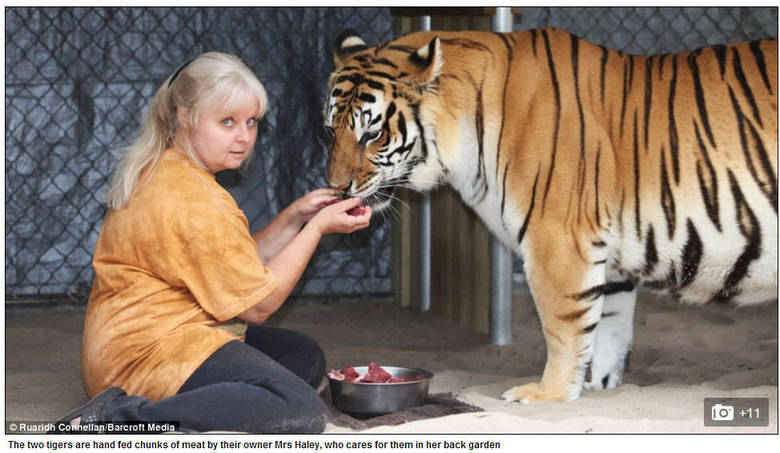 Em 2002 ela comprou Janda, que
agora está com 12 anos de idade para viver com Chuffer. Após a morte do segundo
tigre, ela decidiu comprar Saber, com apenas duas semanas de idade na época Em 2002 ela comprou Janda, que
agora está com 12 anos de idade para viver com Chuffer. Após a morte do segundo
tigre, ela decidiu comprar Saber, com apenas duas semanas de idade na época