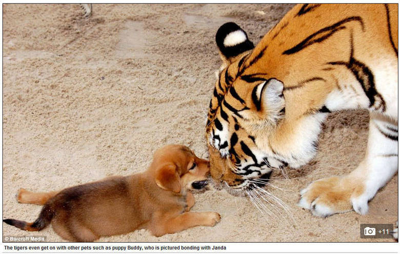 Mas como ela consegue? Há 20
anos, Haley deixou o emprego como assistente de administração para passar mais
tempo com os animais e, em seguida, fez um curso de especialização de cuidadora
de animais selvagens Mas como ela consegue? Há 20
anos, Haley deixou o emprego como assistente de administração para passar mais
tempo com os animais e, em seguida, fez um curso de especialização de cuidadora
de animais selvagens