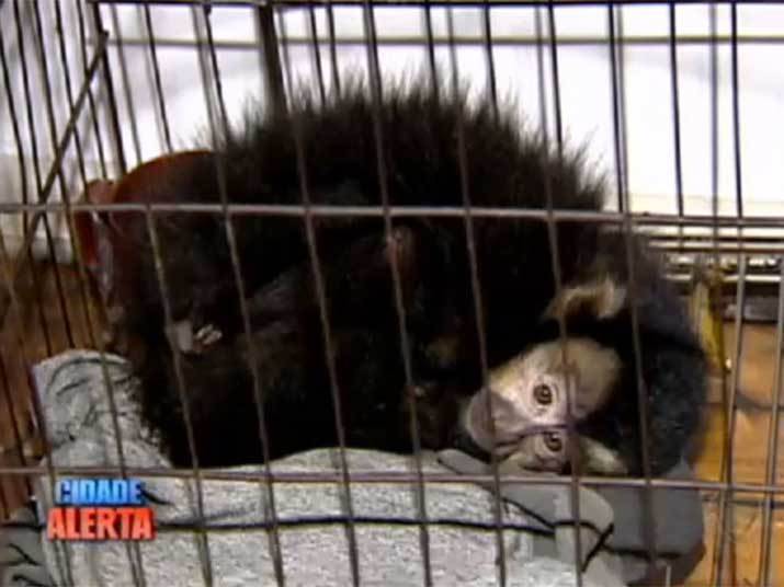 Polícia apreende macaco mantido em cativeiro por traficante no RS. o mesmo local estavam mais de 30 kg de maconha. O traficante foi preso e o macaco apreendido pela Polícia. Acompanhe! Polícia apreende macaco mantido em cativeiro por traficante no RS. o mesmo local estavam mais de 30 kg de maconha. O traficante foi preso e o macaco apreendido pela Polícia. Acompanhe!