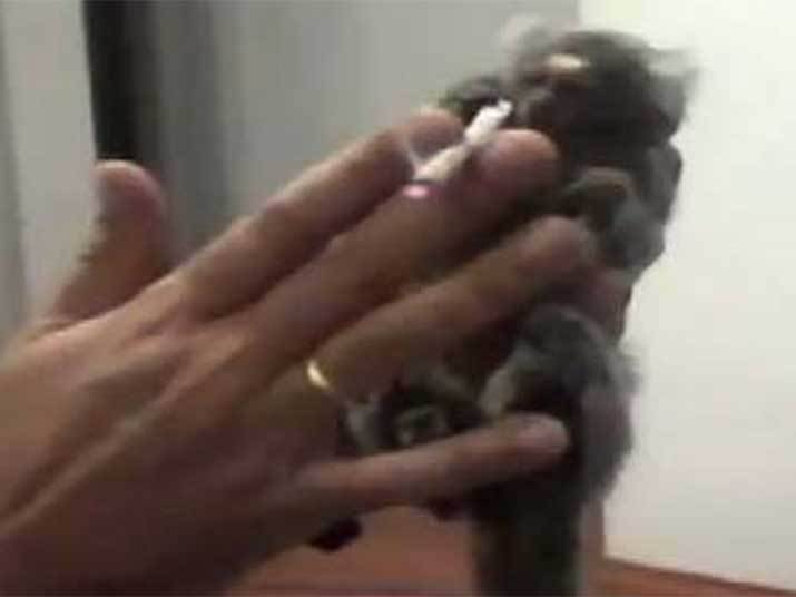 Veja casos de maus-tratos contra animais de estimação. Nesse caso, um sagui foi forçado a fumar maconha por um traficante no litoral de São Paulo. Assista ao vídeo! Veja casos de maus-tratos contra animais de estimação. Nesse caso, um sagui foi forçado a fumar maconha por um traficante no litoral de São Paulo. Assista ao vídeo!