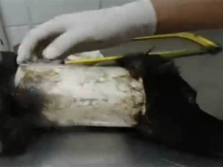 Esse cachorrinho teve um cano colocado em seu pescoço quando ainda era filhote. O cachorro cresceu e o cano quase matou o bichinho Esse cachorrinho teve um cano colocado em seu pescoço quando ainda era filhote. O cachorro cresceu e o cano quase matou o bichinho