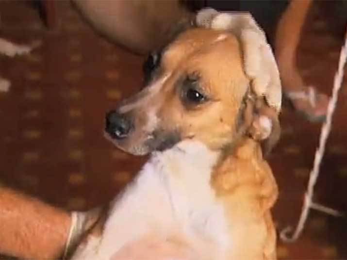 Imagens mostram maus tratos contra animais no Rio. As gravações foram feitas em uma casa, na praia do Cocotá, na Ilha do Governador, na zona norte do Rio de Janeiro, e mostram as más condições em que os animais vivem. A vizinha disse, em entrevista ao Cidade Alerta, que quando a dona da casa aparece, é para tirar cachorro morto. Assista ao vídeo! Imagens mostram maus tratos contra animais no Rio. As gravações foram feitas em uma casa, na praia do Cocotá, na Ilha do Governador, na zona norte do Rio de Janeiro, e mostram as más condições em que os animais vivem. A vizinha disse, em entrevista ao Cidade Alerta, que quando a dona da casa aparece, é para tirar cachorro morto. Assista ao vídeo!