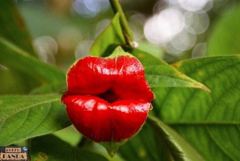 Curtiu essa boca de batom? É a Psychotria elata, ou flor-do-beijo ou dos lábios. Brota em  arbustos ou árvores de clima equatorial ou tropical, na América do Sul e Central. Tem entre 0,6 m a 0,9 m de altura. Pode chegar a 1,8 m