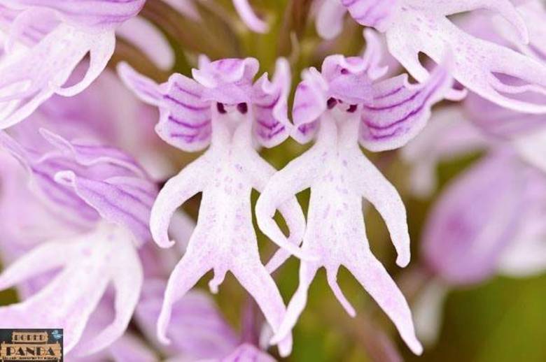 Os homenzinhos acima não são ETs. Ele são, na real, orquídeas Os homenzinhos acima não são ETs. Ele são, na real, orquídeas