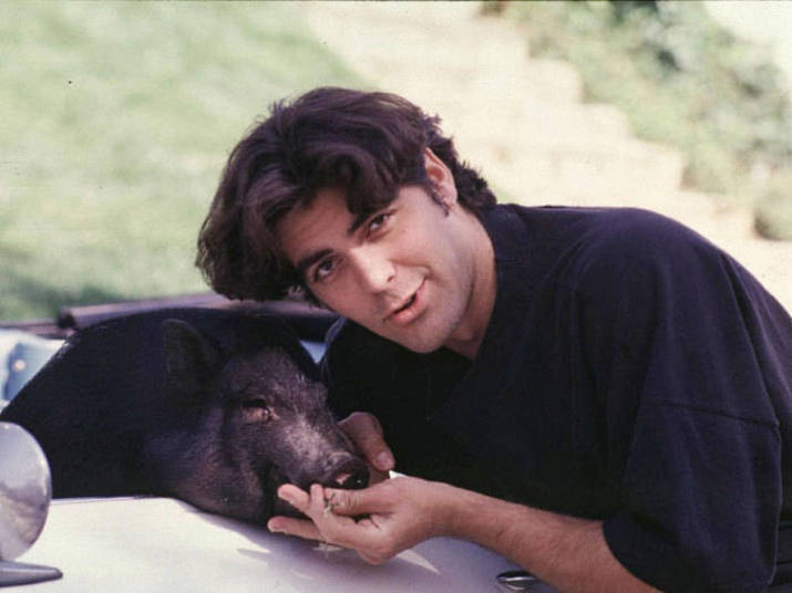 Durante 20 anos, George Clooney teve um porco como animal de estimação. Ele morreu em 2006+ Opine: Você teria um animal exótico em casa?