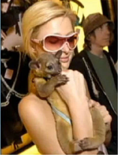 Entre os pets de Paris Hilton, destaca-se o exótico jupará+ Opine: Você teria um animal exótico em casa?