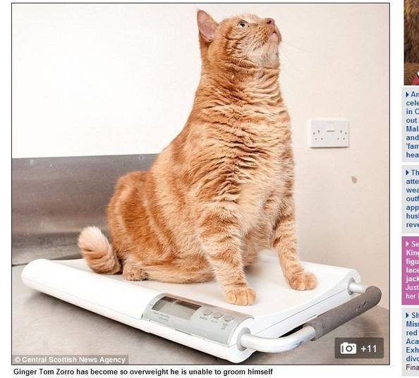 Com 63 centímetros de cintura, o 'gatinho' Zorro tem o dobro da circunferência que deveria ter. É mais gordo que o Garfield Com 63 centímetros de cintura, o 'gatinho' Zorro tem o dobro da circunferência que deveria ter. É mais gordo que o Garfield