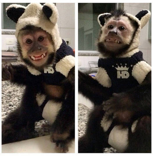 Segundo o cantor, o animal é parte da família e o acompanha em todos os lugares. O macaquinho é tão famoso, que tem até um perfil no Instagram só para ele! Conheça outras celebridades que têm animais de estimação inusitados+ Opine: Você teria um animal exótico em casa? Segundo o cantor, o animal é parte da família e o acompanha em todos os lugares. O macaquinho é tão famoso, que tem até um perfil no Instagram só para ele! Conheça outras celebridades que têm animais de estimação inusitados+ Opine: Você teria um animal exótico em casa?