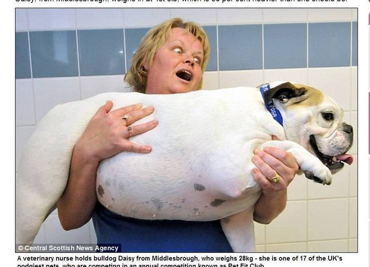 Uma instituição de defesa animal britânica iniciou uma competição com vários bichinhos de estimação para ver quem emagrece mais. São 17 'competidores', que correm sérios riscos de saúde. Entre elas está Daisy, a bulldog de 28 kg Uma instituição de defesa animal britânica iniciou uma competição com vários bichinhos de estimação para ver quem emagrece mais. São 17 'competidores', que correm sérios riscos de saúde. Entre elas está Daisy, a bulldog de 28 kg