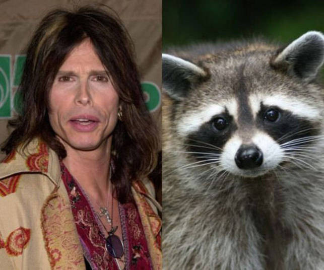 Steven Tyler, vocalista do Aerosmith, tem um guaxinim como animal de estimação+ Opine: Você teria um animal exótico em casa?