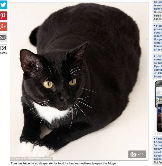 O gato Tom gosta tanto de comer que já aprendeu a abrir a porta do armário de mantimentos O gato Tom gosta tanto de comer que já aprendeu a abrir a porta do armário de mantimentos