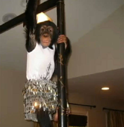 A socialite Kim Kardashian também é do time de famosos que têm macacos em casa+ Opine: Você teria um animal exótico em casa?