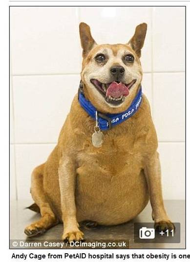O projeto, que parece uma versão do Além do Peso para animais, conta com cachorros, gatos e coelhos entre os participantes O projeto, que parece uma versão do Além do Peso para animais, conta com cachorros, gatos e coelhos entre os participantes