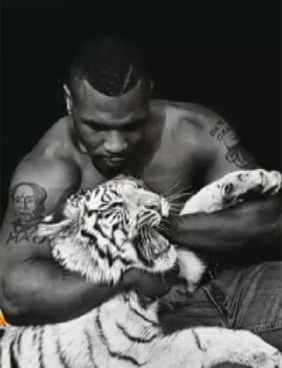 Mike Tyson gasta cerca de R$ 16 mil só com a alimentação de seus tigres+ Opine: Você teria um animal exótico em casa?