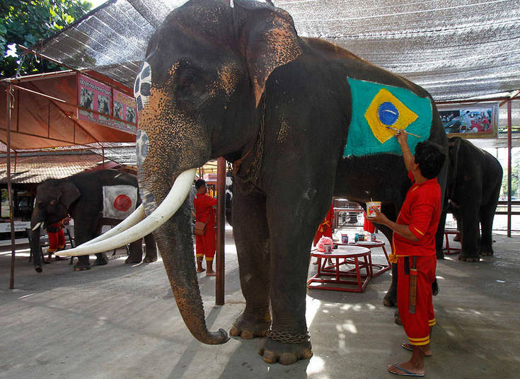 E quem disse que os animais não podem participar da festa? Em homenagem ao início da Copa do Mundo, tailandeses 
organizaram um jogo entre elefantes. Vários estudantes participaram da 
brincadeira